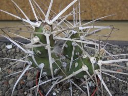 Tephrocactus darwinii Churiaca Neuguin XL pot 6,5 cm