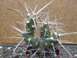 Tephrocactus darwinii Churiaca Neuguin XL pot 6,5 cm - 12412328