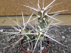 Tephrocactus darwinii Churiaca Neuguin XL pot 6,5 cm - 12412330