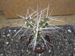 Tephrocactus darwinii Churiaca Neuguin XL pot 6,5 cm
