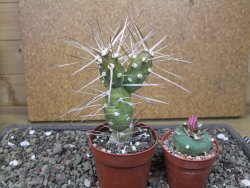 Tephrocactus darwinii Churiaca Neuguin XL pot 6,5 cm - 12412336