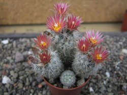 Escobaria sneedii SB 730 Eddy Co. NM, CITES IA pot 5,5 cm, seedling