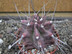 Echinocereus triglochidiatus HK 374 Rio Puerco, Sandoval Co. NM  květináč 6,5 cm - 12412344