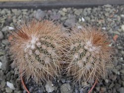 Echinocereus baileyi DJF 1327 Medicine Park, pot 6,5 cm - 12412350