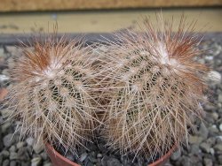 Echinocereus baileyi DJF 1327 Medicine Park, pot 6,5 cm - 12412351