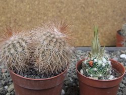 Echinocereus baileyi DJF 1327 Medicine Park, pot 6,5 cm - 12412352