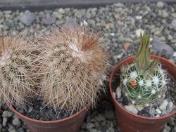 Echinocereus baileyi DJF 1327 Medicine Park, pot 6,5 cm - 12412353