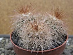 Echinocereus baileyi DJF 1327 Medicine Park, pot 6,5 cm