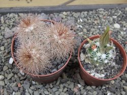 Echinocereus baileyi DJF 1327 Medicine Park, pot 6,5 cm - 12412359