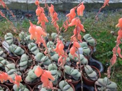Gasteria glomerata, květináč 5,5 cm - 12412374