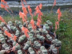 Gasteria glomerata, květináč 5,5 cm - 12412375