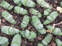 Gasteria glomerata, květináč 5,5 cm - 12412376