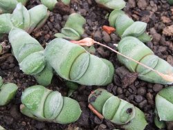 Gasteria glomerata, květináč 5,5 cm - 12412378
