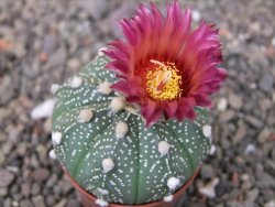 Astrophytum  asterias X red flower oibo akabana, květináč 5,5 cm