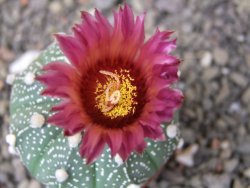 Astrophytum  asterias X red flower oibo akabana, květináč 5,5 cm - 12412386