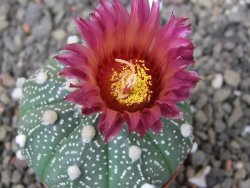Astrophytum  asterias X red flower oibo akabana, květináč 5,5 cm - 12412387