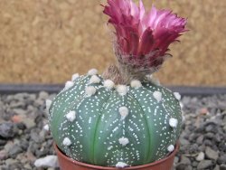 Astrophytum  asterias X red flower oibo akabana, květináč 5,5 cm - 12412388