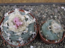 Lophophora williamsii květináč 8 cm - 12412417