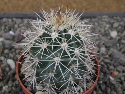 Echinocereus coccineus, květináč 6,5 cm