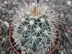 Echinocereus coccineus, květináč 6,5 cm - 12412419