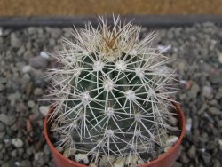 Echinocereus coccineus, květináč 6,5 cm - 12412420