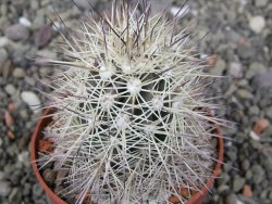 Echinocereus coccineus, květináč 6,5 cm - 12412423