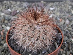 Echinocereus baileyi DJF 1327 Medicine Park květináč 6,5 cm