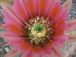 Echinocereus dasyacanthus, pot 6,5 cm - 12412439