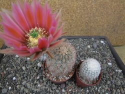 Echinocereus dasyacanthus, pot 6,5 cm - 12412442
