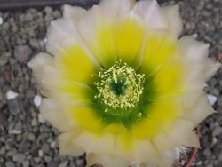Echinocereus dasyacanthus Brewster pot 6,5 cm - 12412462