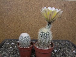 Echinocereus dasyacanthus Brewster pot 6,5 cm - 12412465