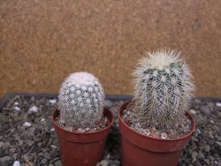 Echinocereus dasyacanthus Brewster pot 6,5 cm - 12412467