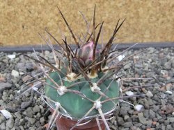 Gymnocalycium armatum LH 1431 Pajcho centro Tarija, pot 5,5 cm - 12412470