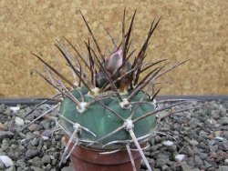 Gymnocalycium armatum LH 1431 Pajcho centro Tarija, pot 5,5 cm