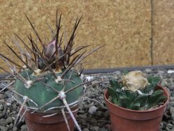 Gymnocalycium armatum LH 1431 Pajcho centro Tarija, pot 5,5 cm - 12412472