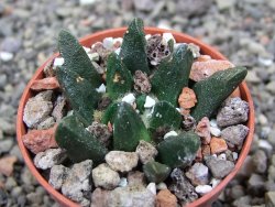 Ariocarpus scapharostrus Rayones, pot 5,5 cm - 12412504