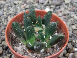 Ariocarpus scapharostrus Rayones, pot 5,5 cm - 12412505