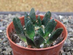 Ariocarpus scapharostrus Rayones, pot 5,5 cm - 12412506