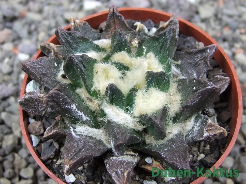 Ariocarpus scapharostrus Rayones, pot 6,5 cm