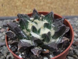 Ariocarpus scapharostrus Rayones, pot 6,5 cm - 12412513