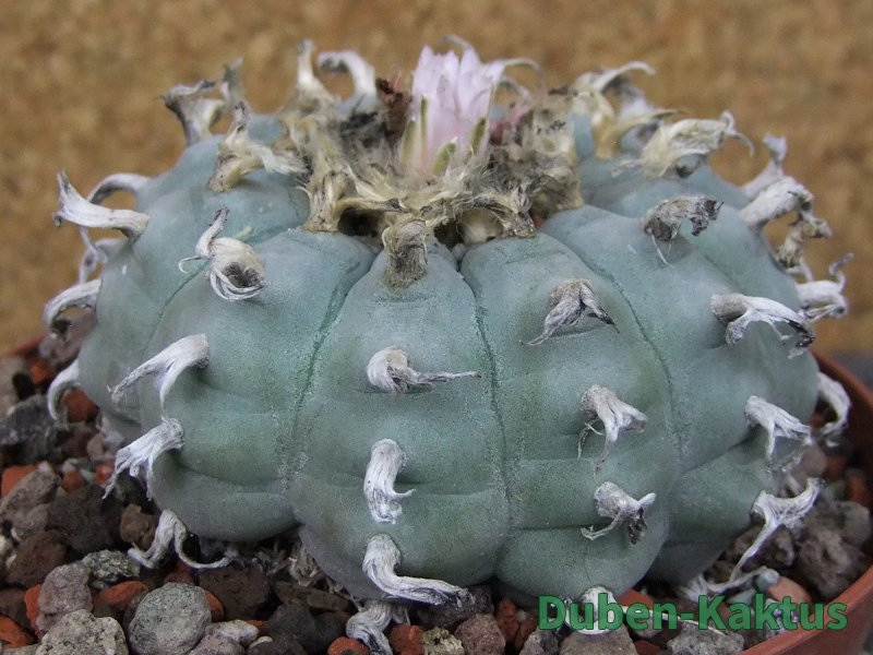 Lophophora williamsii květináč 12 cm