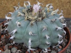 Lophophora williamsii květináč 12 cm - 12412533