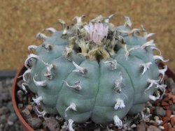 Lophophora williamsii květináč 12 cm - 12412538