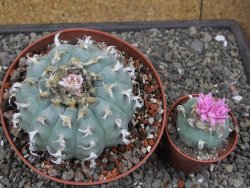 Lophophora williamsii květináč 12 cm - 12412540