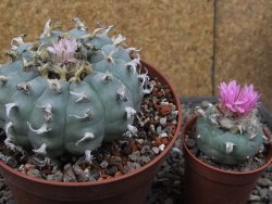 Lophophora williamsii květináč 12 cm - 12412541