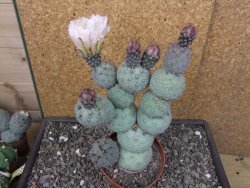 Tephrocactus geometricus květináč 9 cm - 12412580