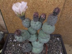 Tephrocactus geometricus květináč 9 cm - 12412582