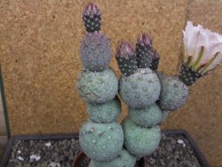 Tephrocactus geometricus květináč 9 cm - 12412584