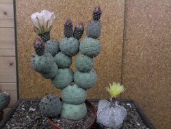 Tephrocactus geometricus květináč 9 cm - 12412586