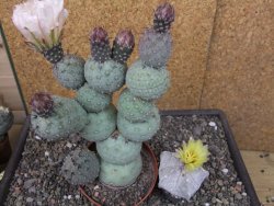 Tephrocactus geometricus květináč 9 cm - 12412587